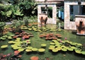 吐水景墙,水池,水生植物