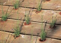 木板铺装,地面素材,盆栽,盆栽植物