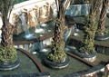 台阶水池,圆形树池