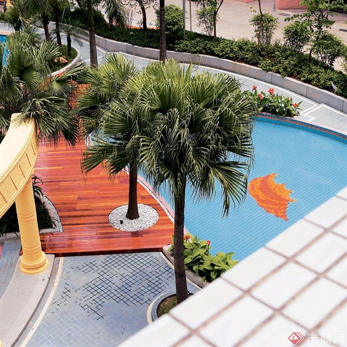 泳池景观,木平台,户外泳池棕榈,棕树