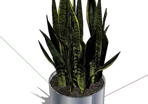 圆筒形虎尾兰盆景植物设计SU(草图大师)模型