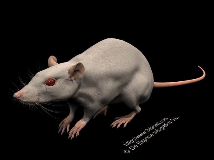 老鼠雕塑设计3d模型含效果图