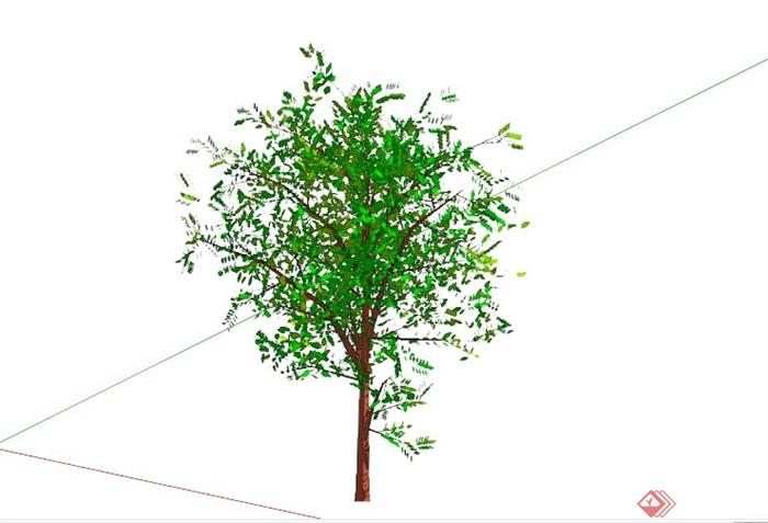 常见景观树植物SU模型库(4)