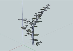 某小乔木植物素材SU(草图大师)模型