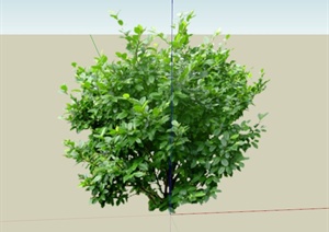 现代植物素材含笑球设计SU(草图大师)模型