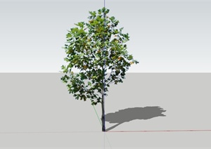 现代常见马褂木植物素材设计SU(草图大师)模型