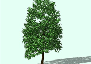 单个大树植物素材SU(草图大师)模型