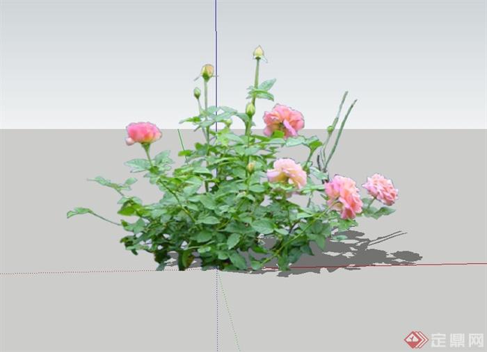 4种月季植物设计su模型(2)