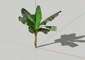 2d芭蕉树设计SU(草图大师)模型