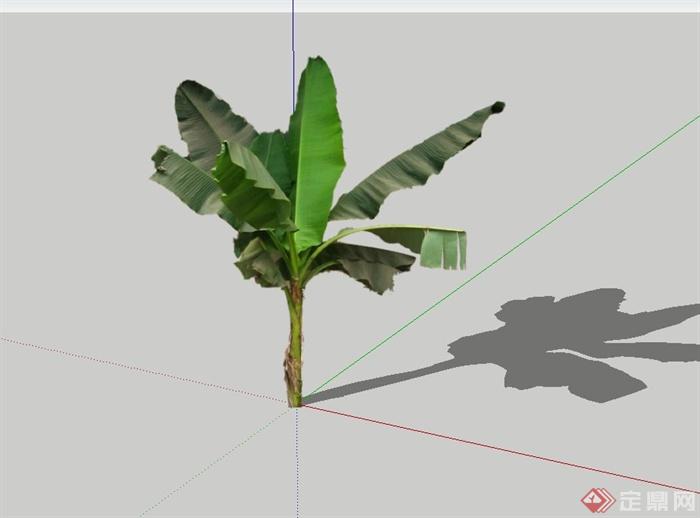2d芭蕉树设计su模型(1)