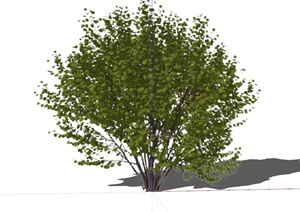 现代木槿植物素材设计SU(草图大师)模型