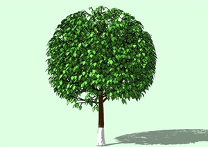 单个大乔树景观植物素材SU(草图大师)模型