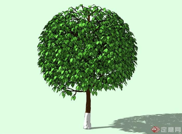单个大乔树景观植物素材SU模型(3)