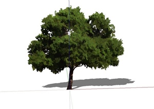 单棵2d法桐树木设计SU(草图大师)模型