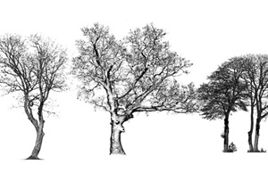 四棵冬景树、枯树设计SU(草图大师)模型