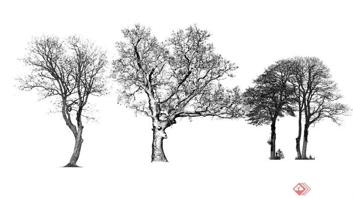 四棵冬景树、枯树设计su模型(1)
