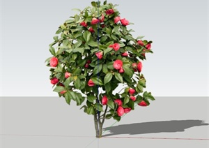 现代茶花树植物素材设计SU(草图大师)模型