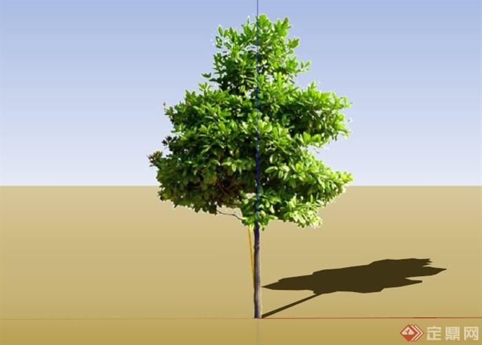 4种广玉兰树植物素材SU模型(2)