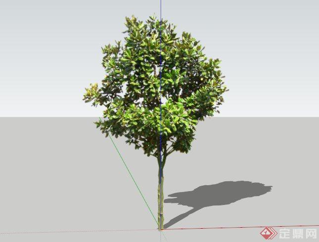 4种广玉兰树植物素材SU模型(3)
