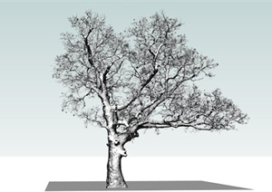 冬景树植物素材SU(草图大师)模型