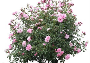 现代常见植物玫瑰PS素材