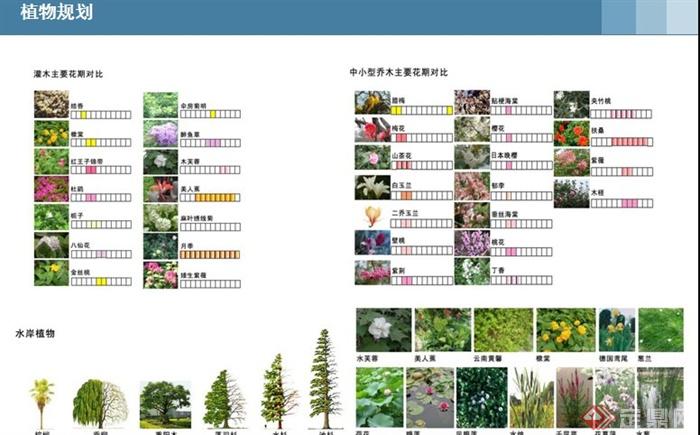青枫公园植物配置分析图片