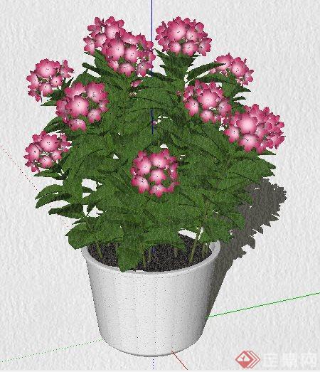 花卉植物盆栽su模型(1)