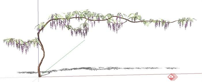 紫藤花植物su模型(1)