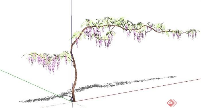 紫藤花植物su模型(2)
