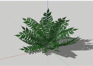 蕨类植物设计SU(草图大师)模型