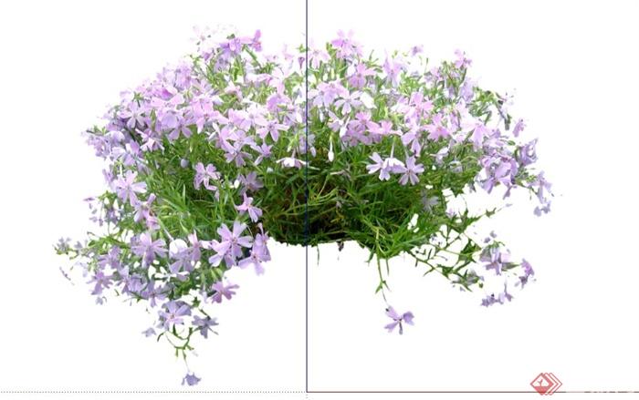 20种时令花卉灌木地被植物SU模型(3)