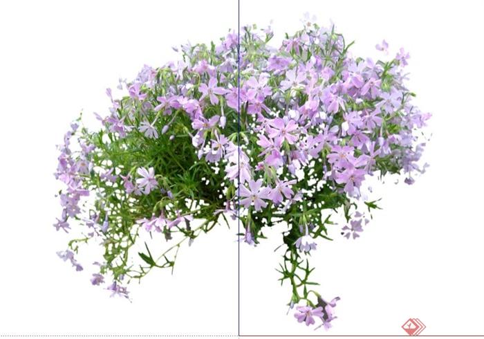 20种时令花卉灌木地被植物SU模型(4)