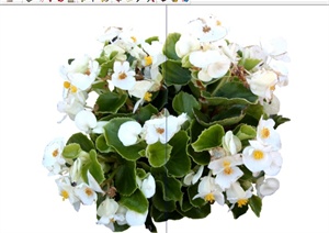 20种不同花卉植物素材设计SU(草图大师)模型