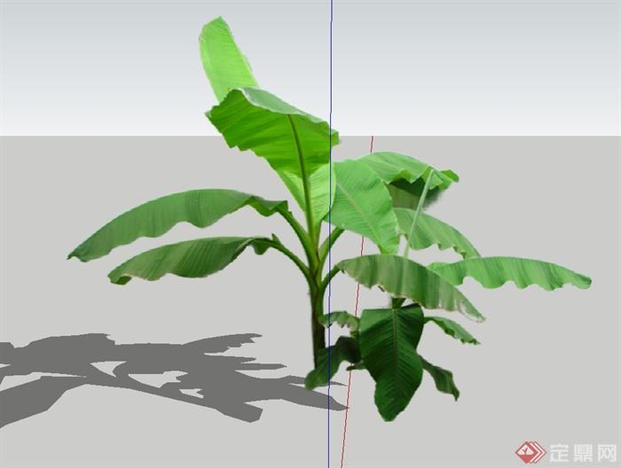 芭蕉植物素材设计su模型(2)