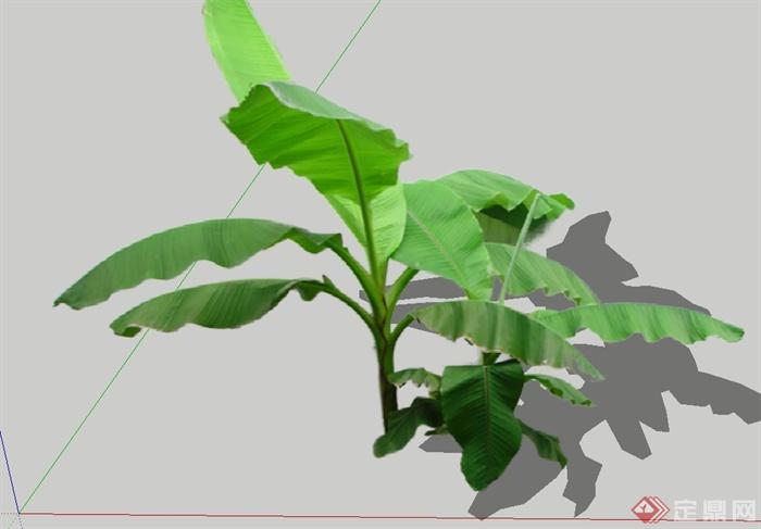 芭蕉植物素材设计su模型(1)