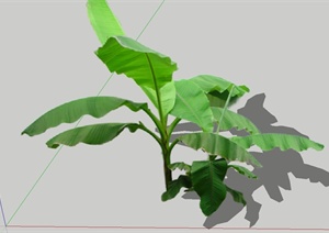 芭蕉植物素材设计SU(草图大师)模型