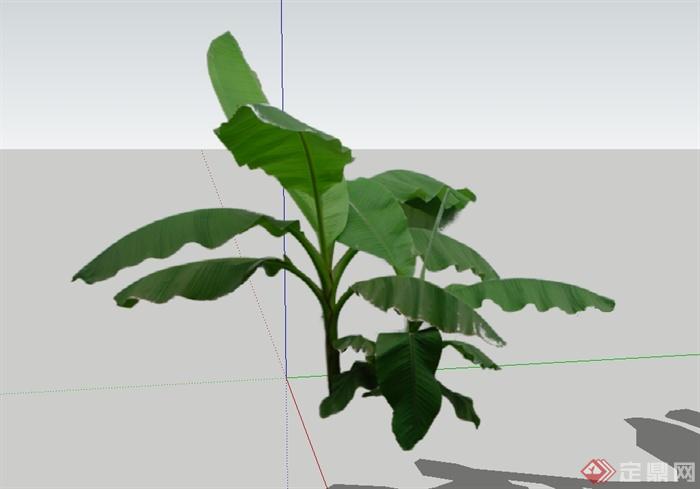 芭蕉植物素材设计su模型(3)