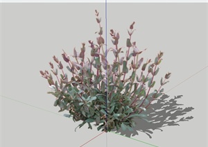 矮灌木植物素材设计SU(草图大师)模型