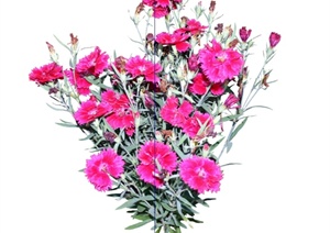 20种不同的花卉植物素材SU(草图大师)模型