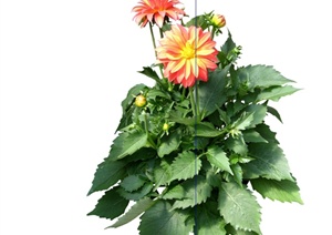 20种时令花卉详细植物素材设计SU(草图大师)模型