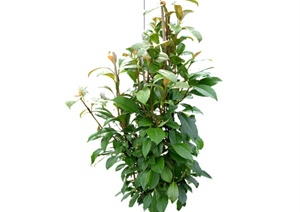 20种园林花卉植物SU(草图大师)模型