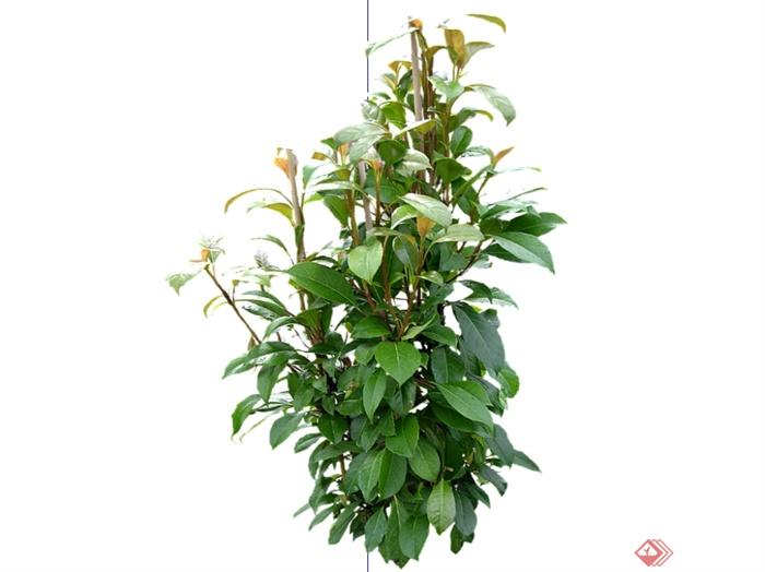 20种园林花卉植物SU模型(1)