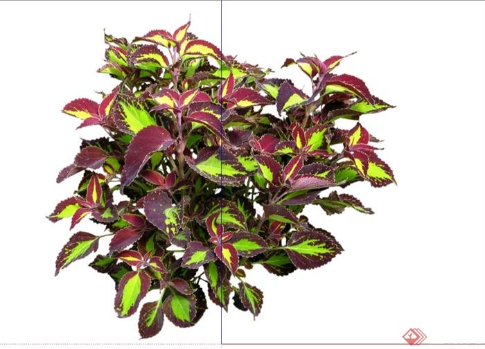 20种园林花卉植物SU模型(3)