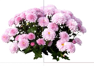 20种不同的2d花卉植物设计SU(草图大师)模型