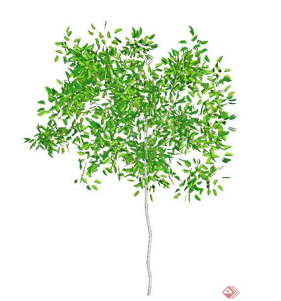 经典小树木植物素材SU模型(1)