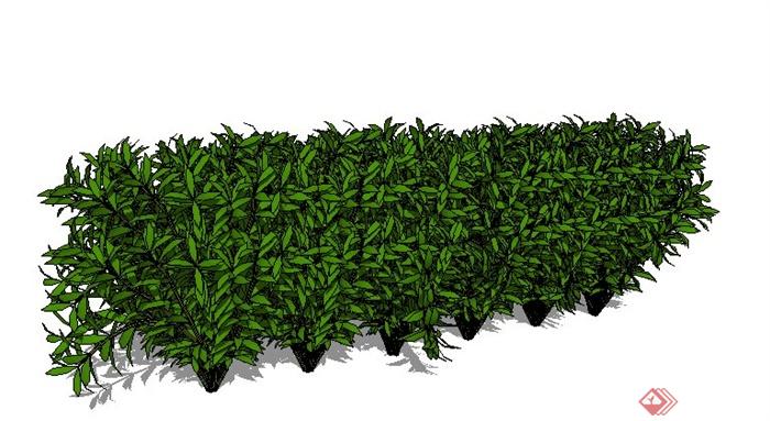 灌木丛植物素材SU模型(1)