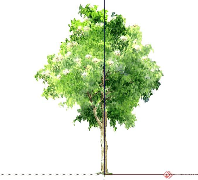 手绘绿树植物su素材模型 (1)