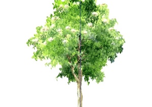 手绘绿树植物SU(草图大师)素材模型