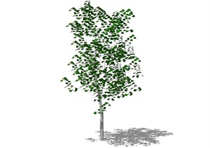 某单棵经典树木素材设计SU(草图大师)模型