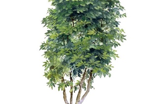 一株手绘植物树木SU(草图大师)素材模型